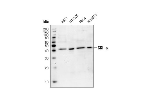 Phospho CK2 Substrate PS PT DXE MultiMab Rabbit MAb Mix Cell