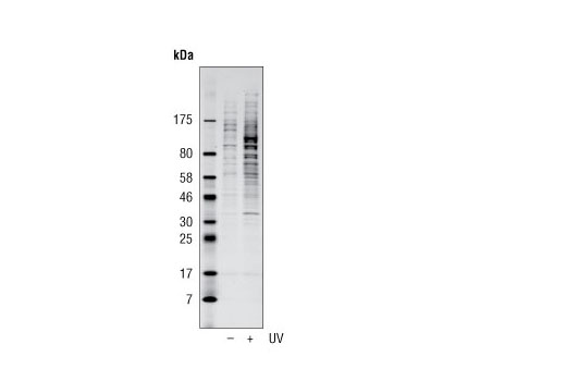 Phospho Ck Substrate Ps Pt Dxe Multimab Rabbit Mab Mix Cell