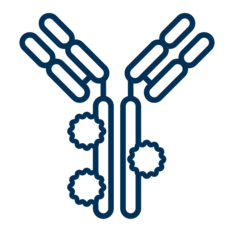 Line-art icon of an antibody with multiple conjugation sites, symbolizing off-the-shelf antibody conjugates