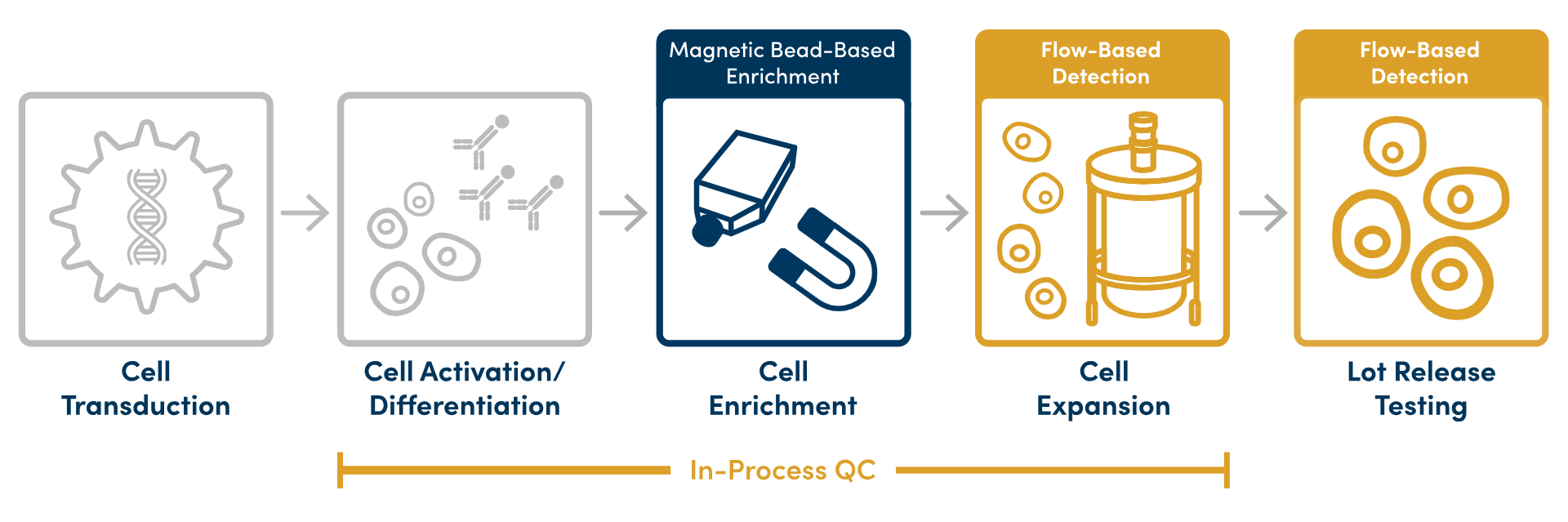 A graphical representation of the cell therapy manufacturing process, including steps for Cell Transduction, Cell Activation/Differentiation, Cell Expansion, Cell Enrichment, and Lot Release Testing. The last three steps are associated with solutions described on the webpage.